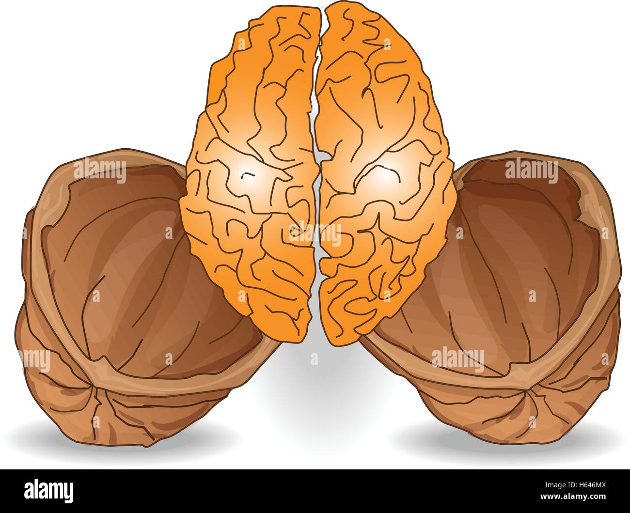 walnut brain illustration isolated Stock Vector Image & Art - Alamy