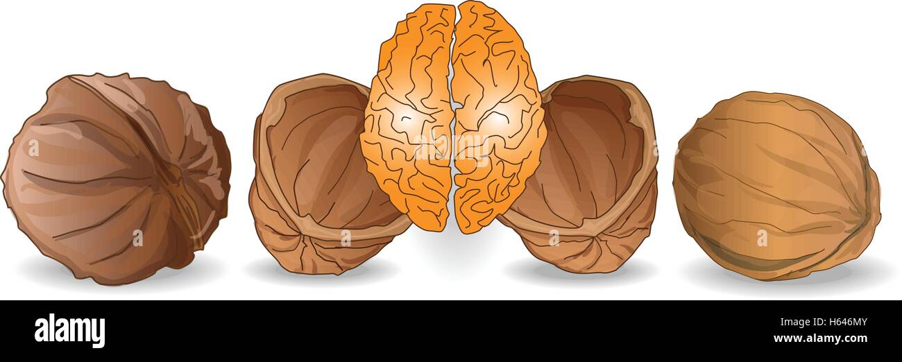 walnut brain illustration isolated Stock Vector Image & Art Alamy