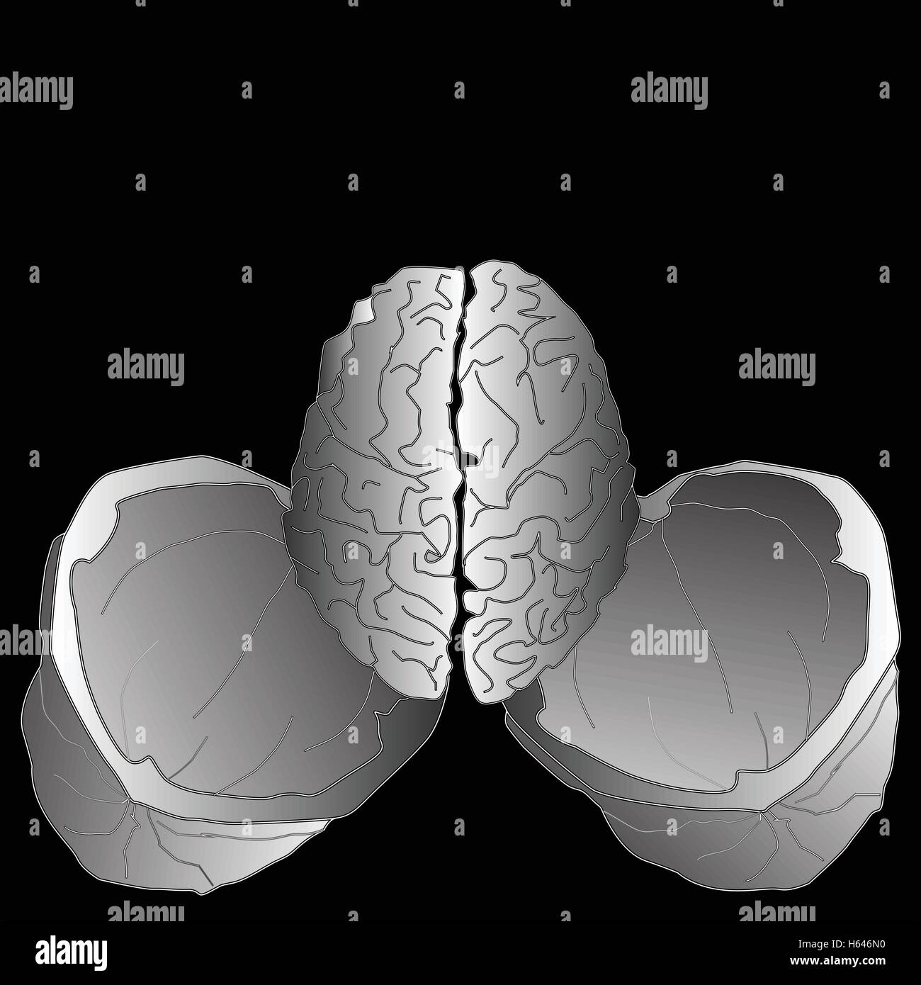 walnut brain illustration isolated Stock Vector Image & Art Alamy