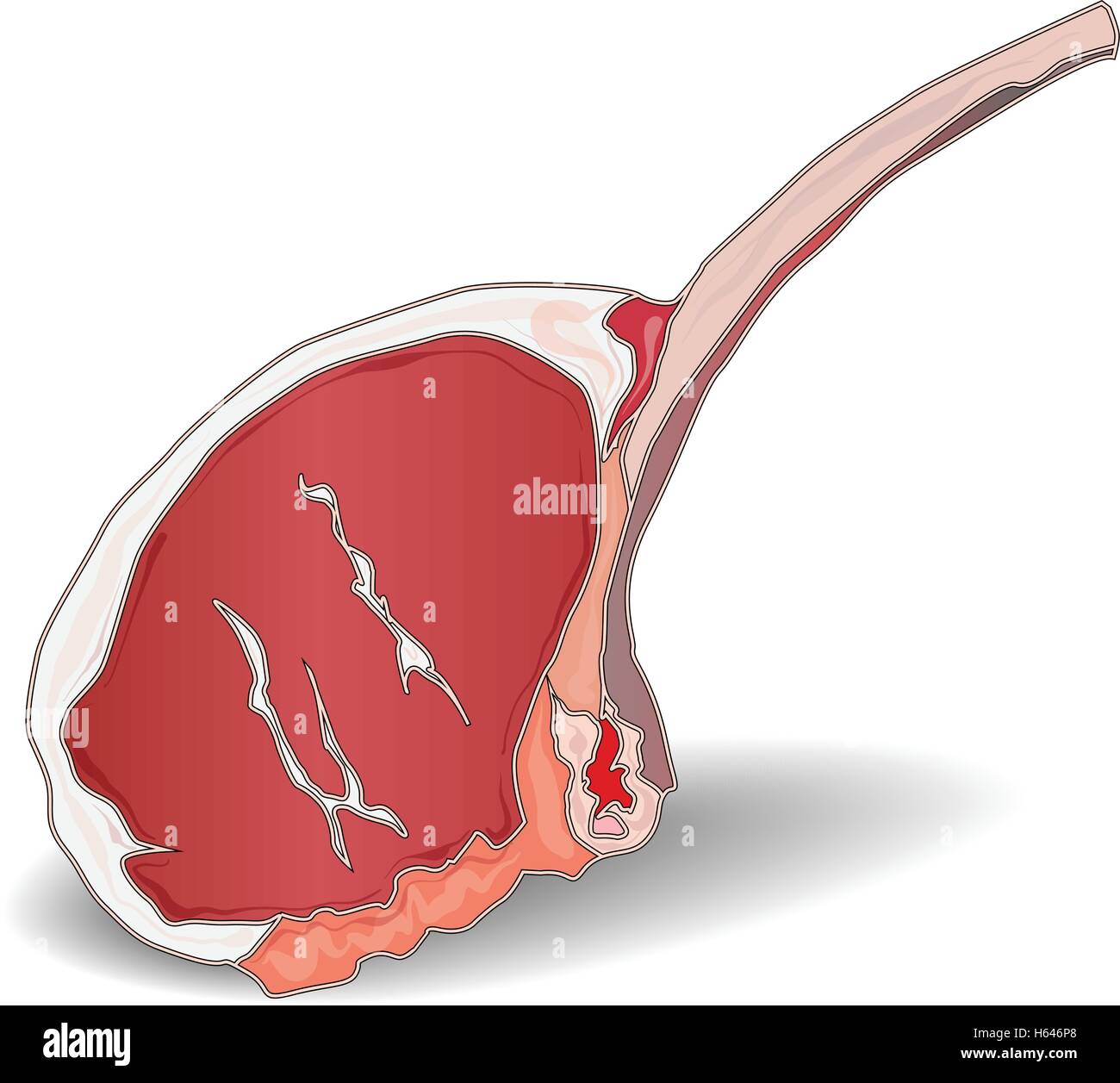 Lamb Chops isolated Stock Vector Image & Art - Alamy