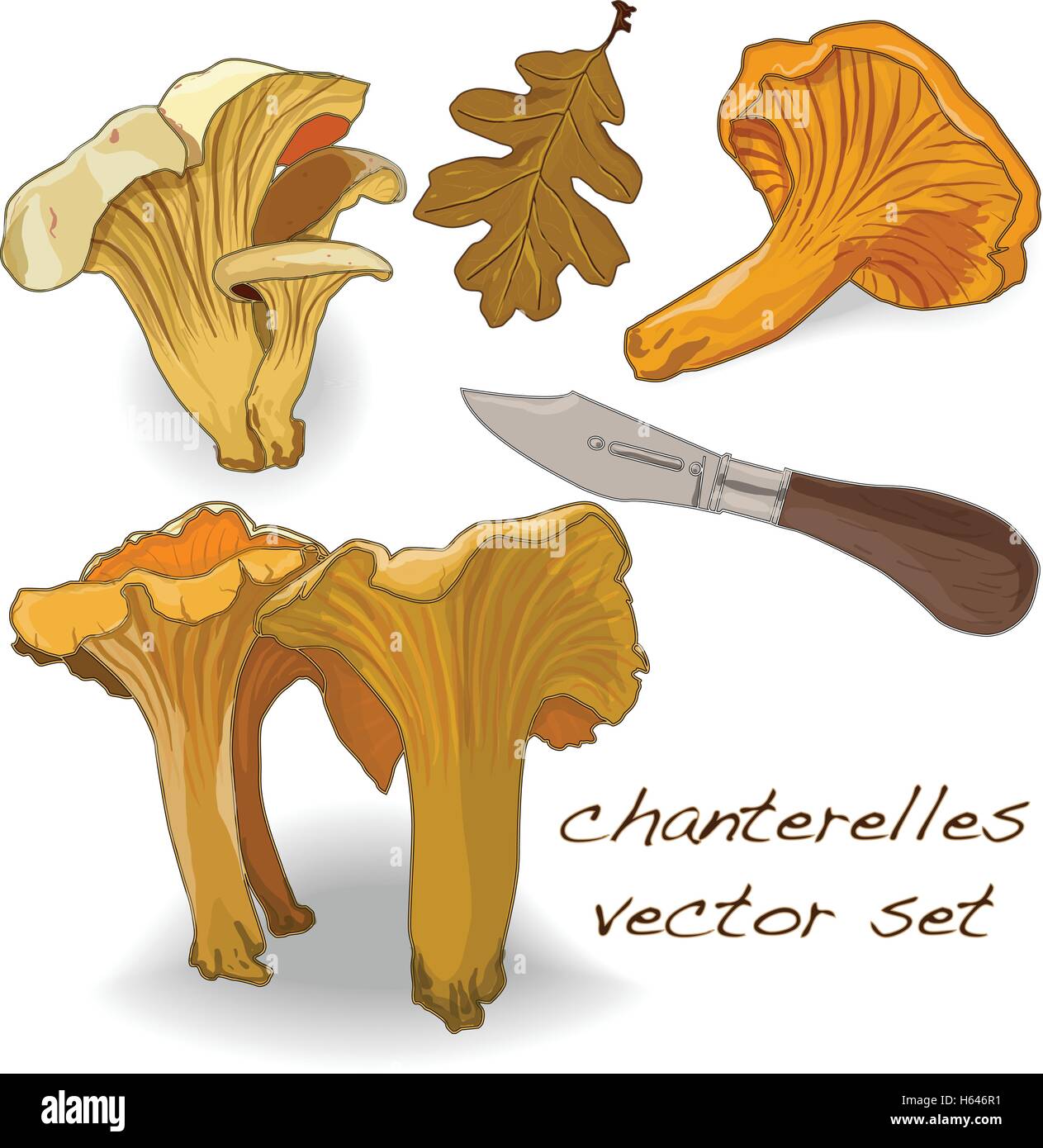 chanterelles set isolated Stock Vector Image & Art Alamy