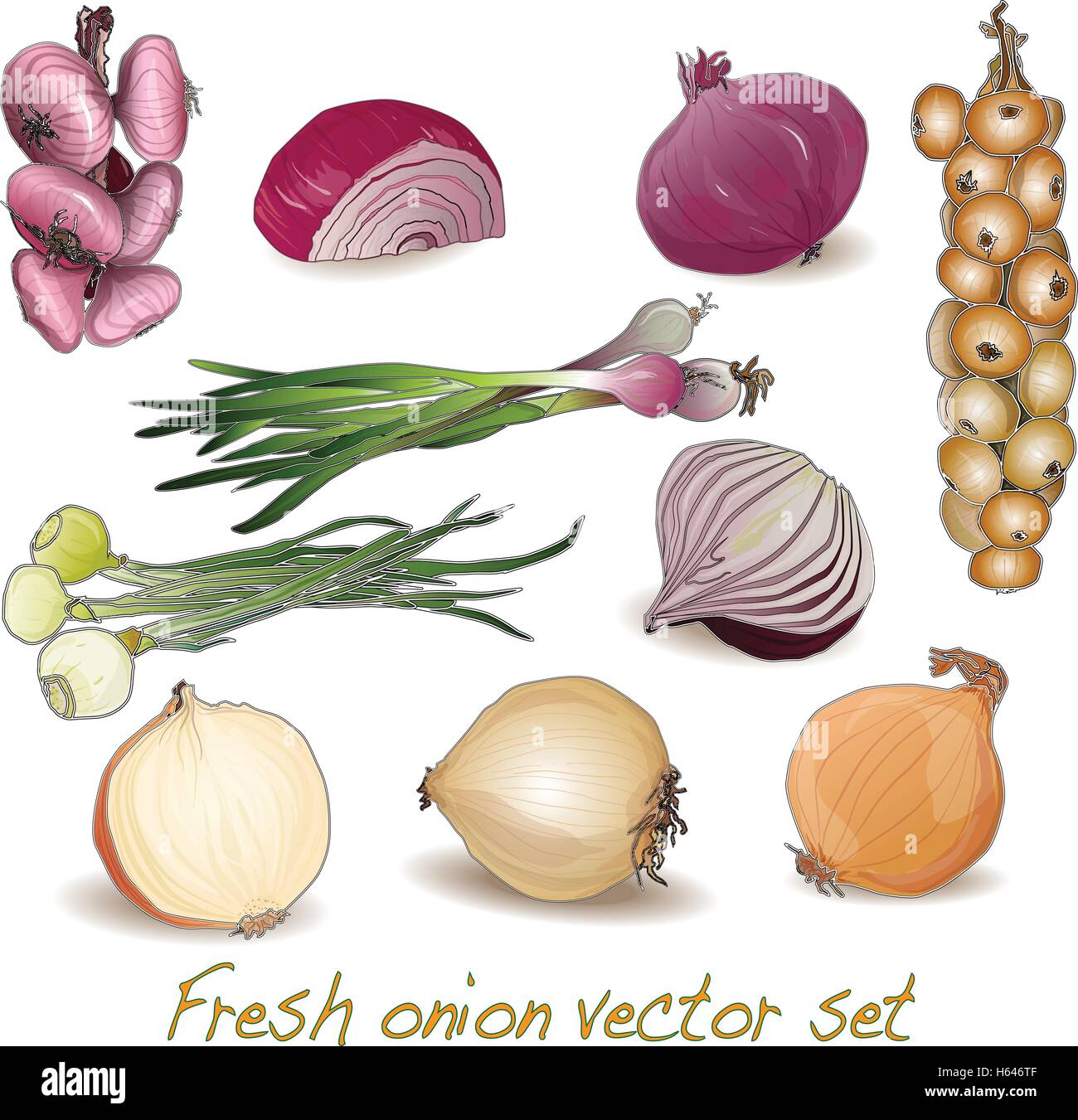 onion set isolated Stock Vector Image & Art - Alamy