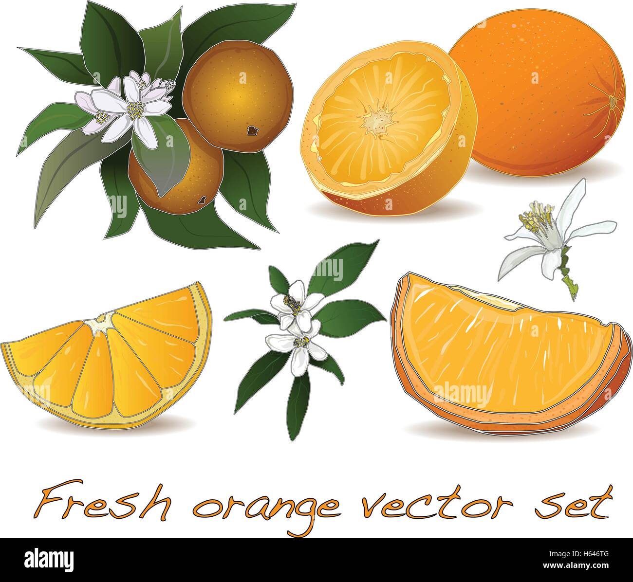 Oranges Vector Cart Delicious ripe oranges on Stock Vector Images - Alamy