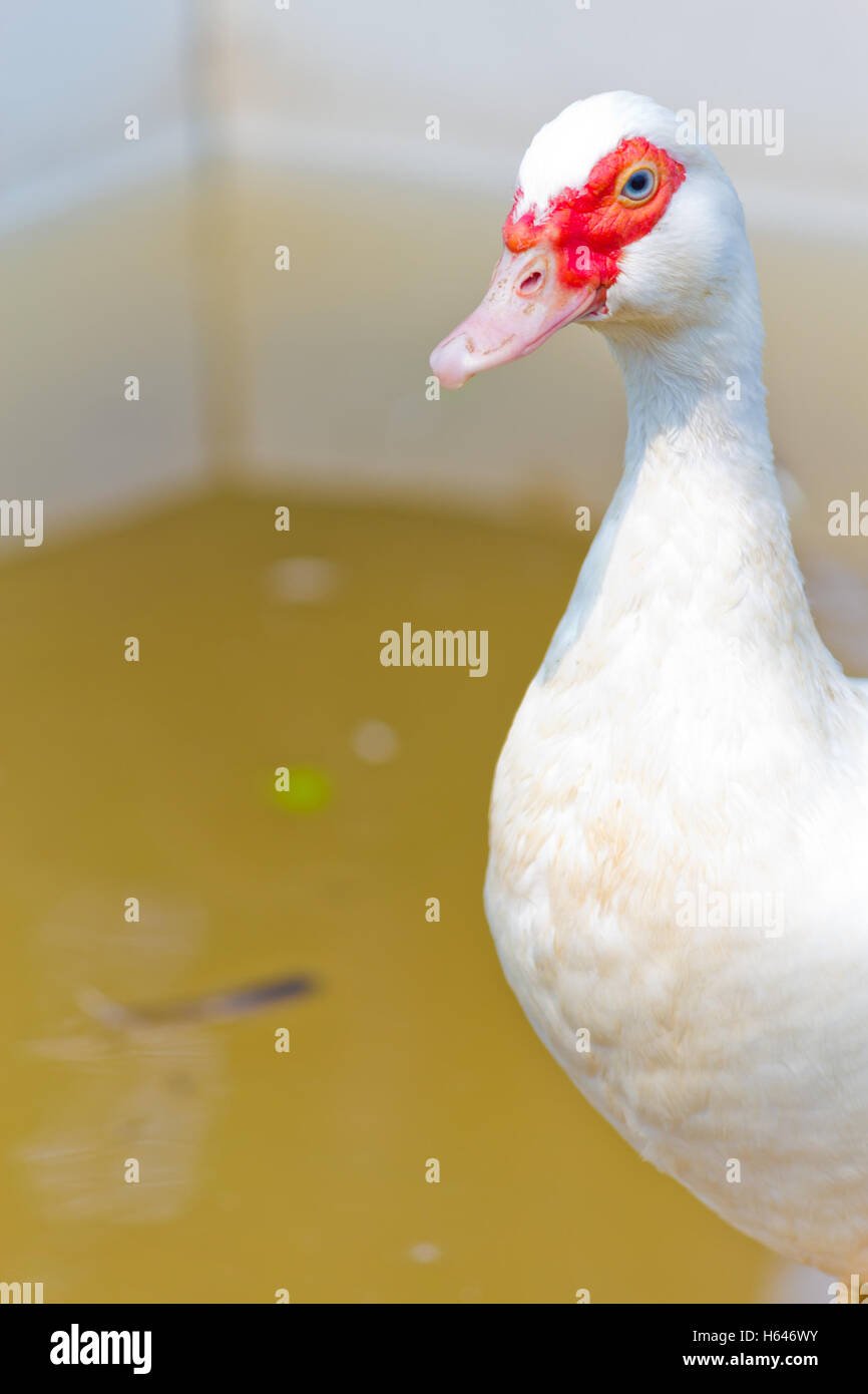 Detailed image of the white duck Stock Photo