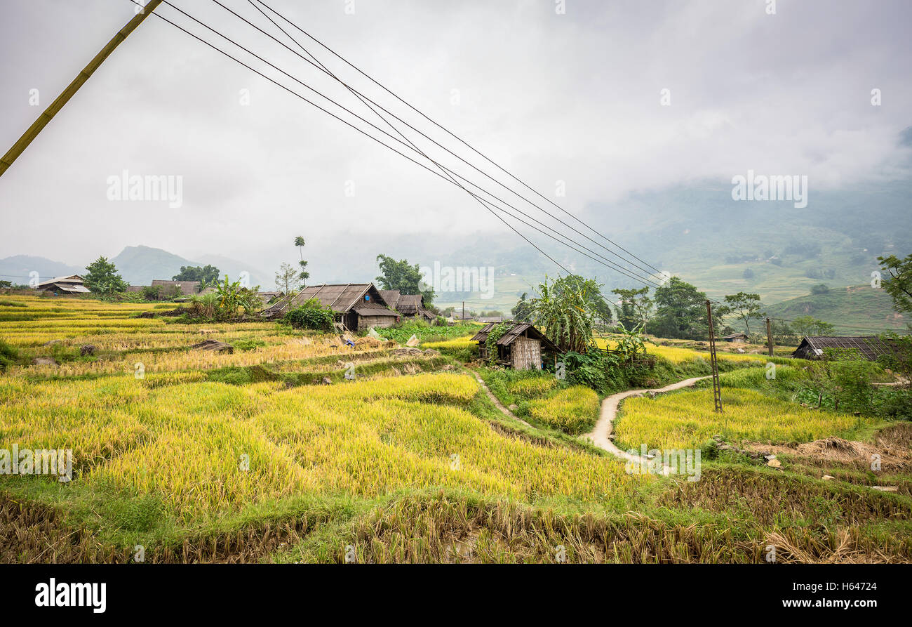 Green and yellow rice terraces with small building surrounded by foggy mountain at Lao Chai village of Sa Pa, Vietnam Stock Photo