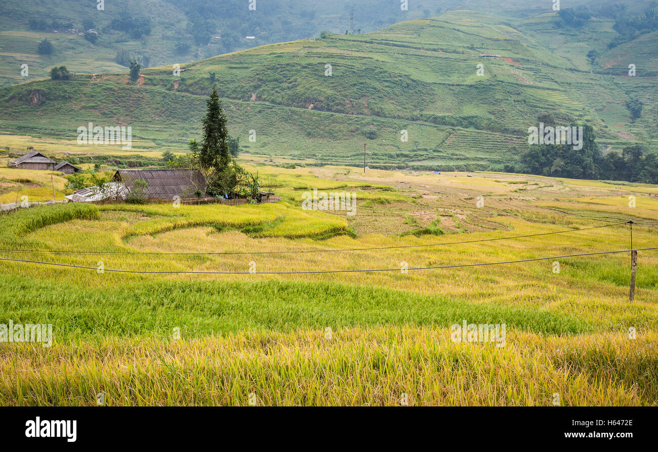 Green and yellow rice terraces surrounded by mountain at Lao Chai village of Sa Pa, Vietnam Stock Photo