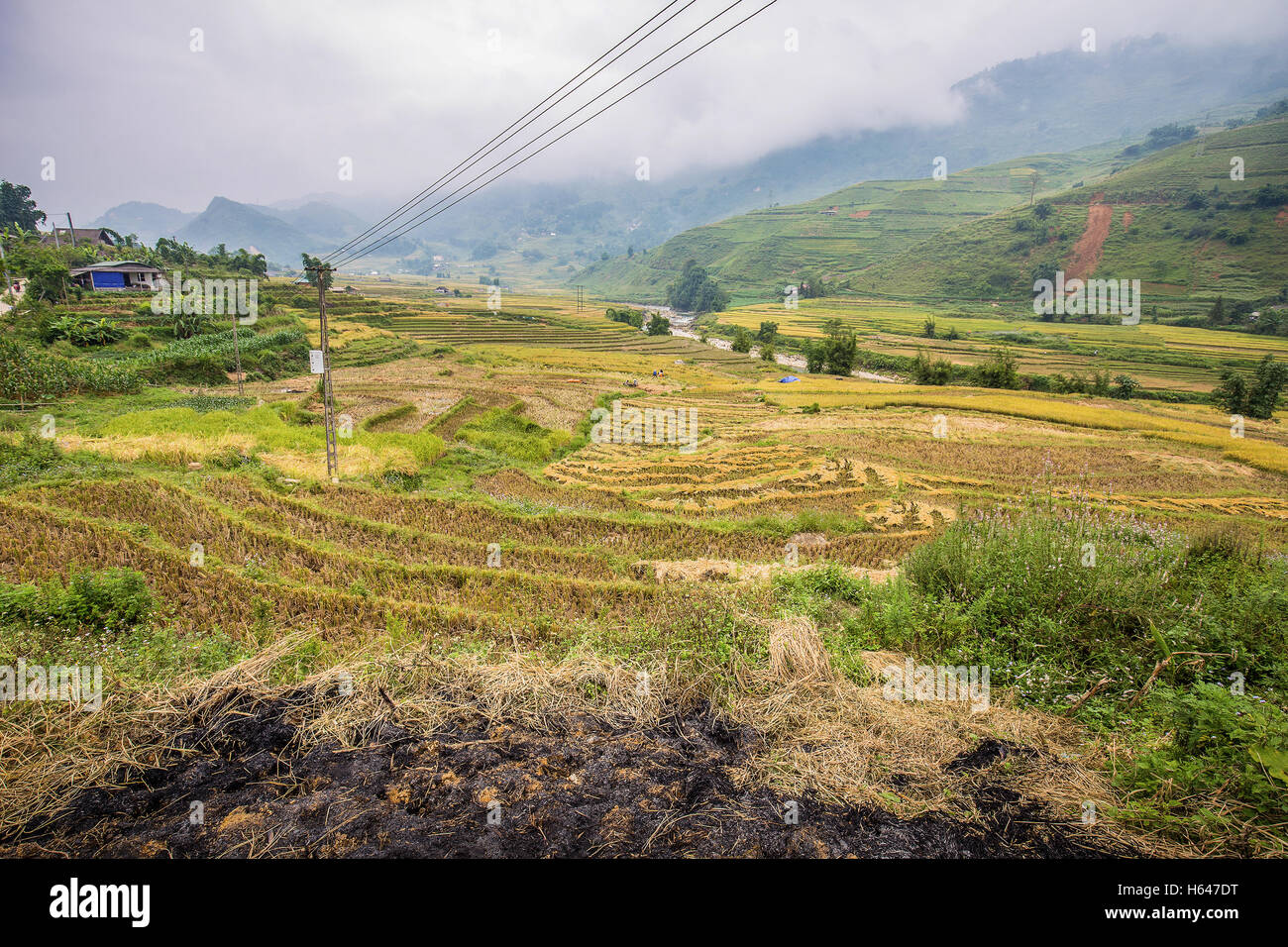 Yellow rice terrace in mountain village in Sa Pa, Vietnam has no rice after harvest season. Stock Photo
