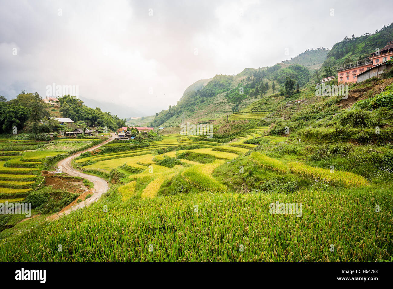 Green rice terrace in rural of Cat Cat village in Sa Pa, Vietnam. The background is foggy mountain with overcast sky all day. Stock Photo