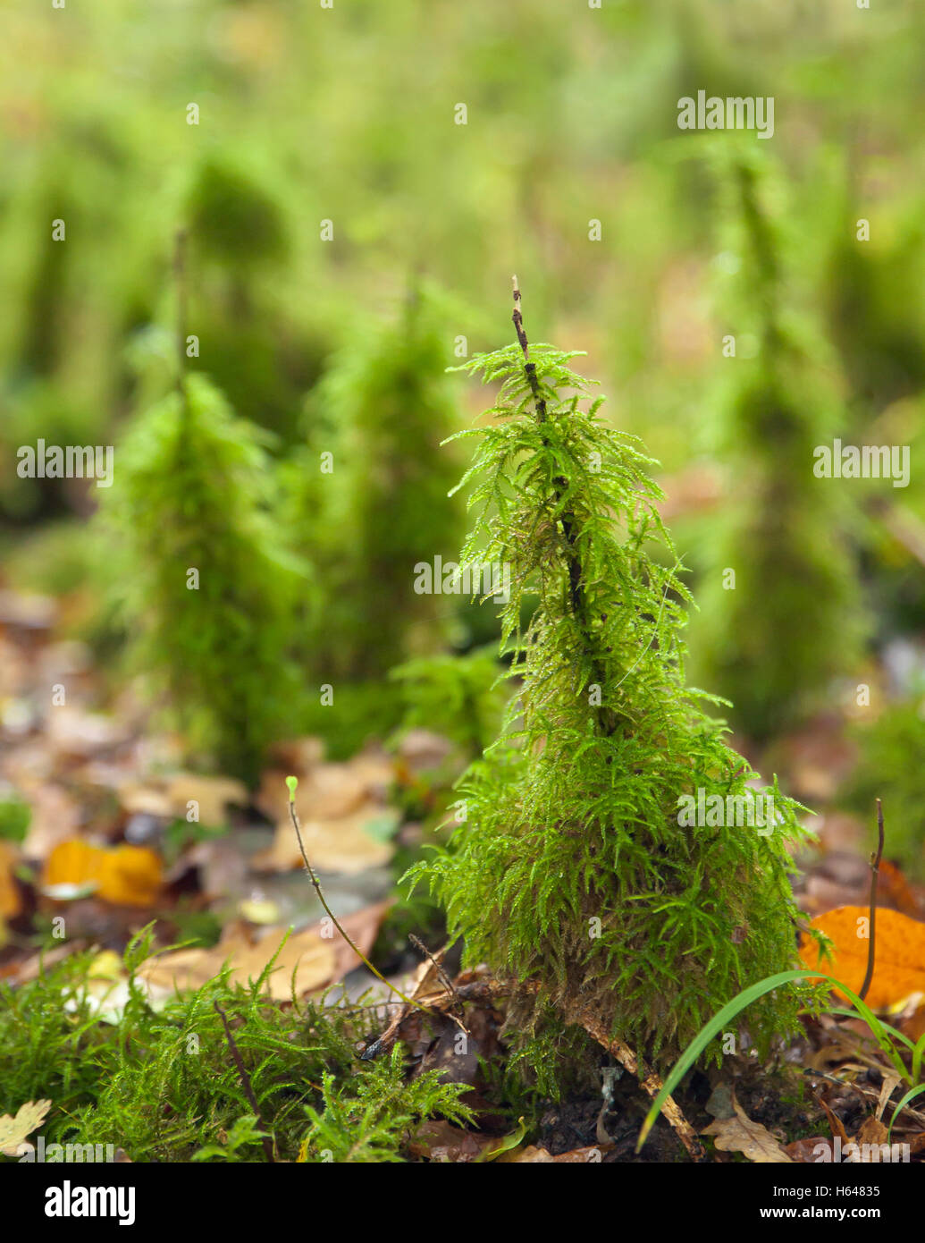 Moss Eurhynchium striatum Stock Photo