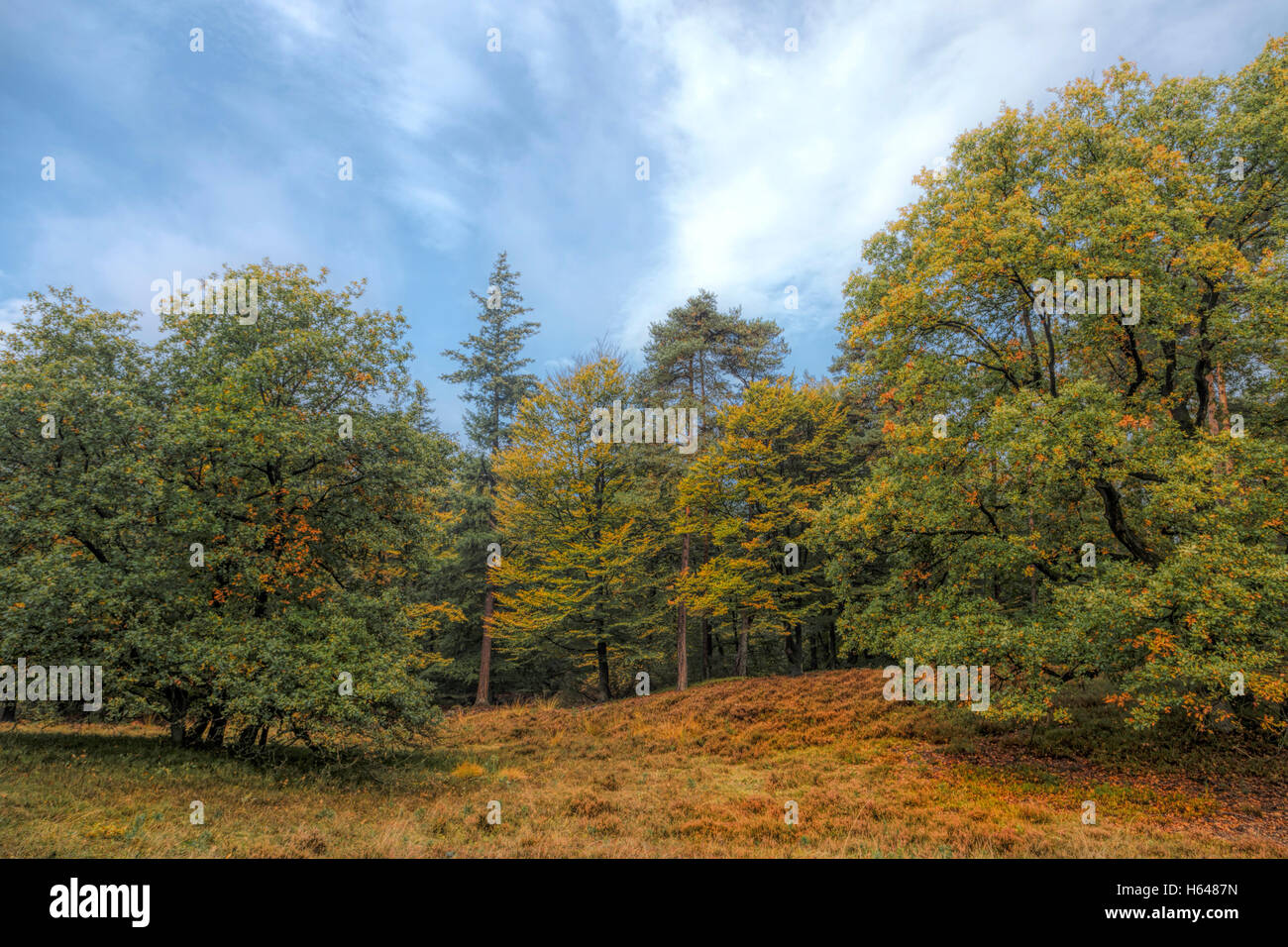 Fall colors on Loenermark, a hilly nature reserve with woods and moors, Loenen, Veluwe area, Gelderland, The Netherlands. Stock Photo