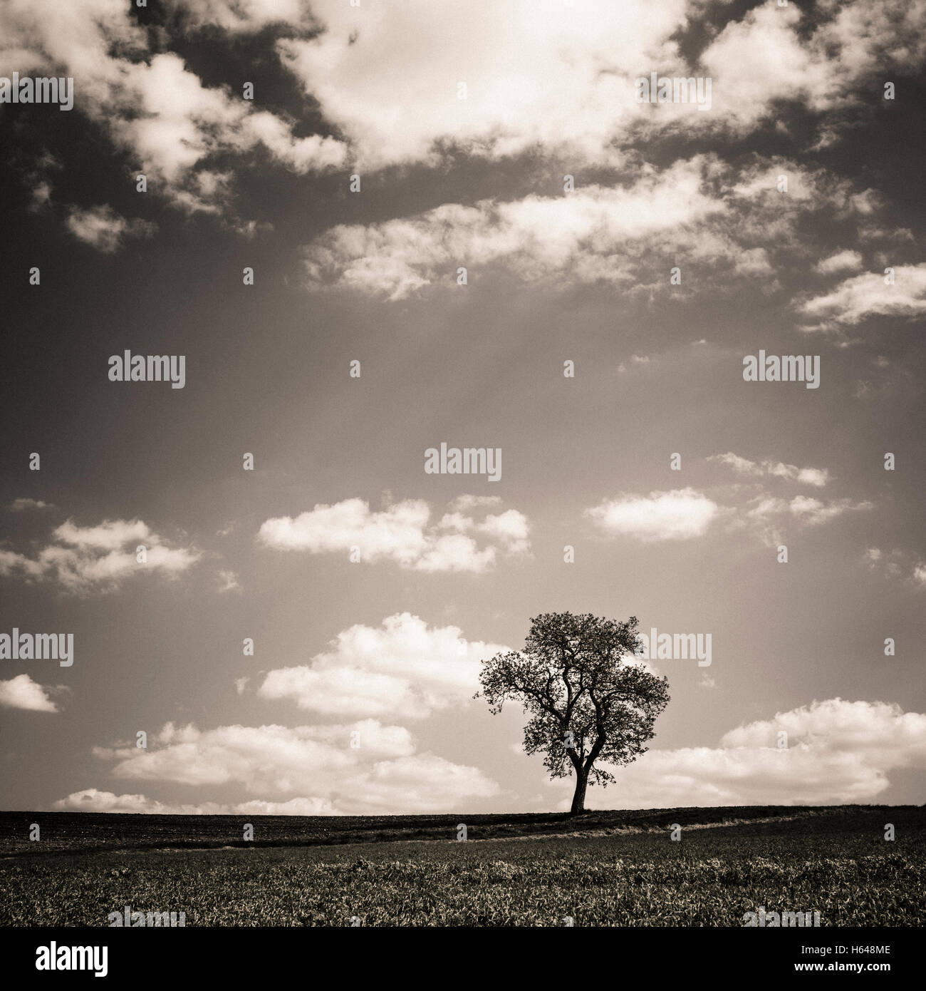 Black white landscape trees hi-res stock photography and images - Alamy