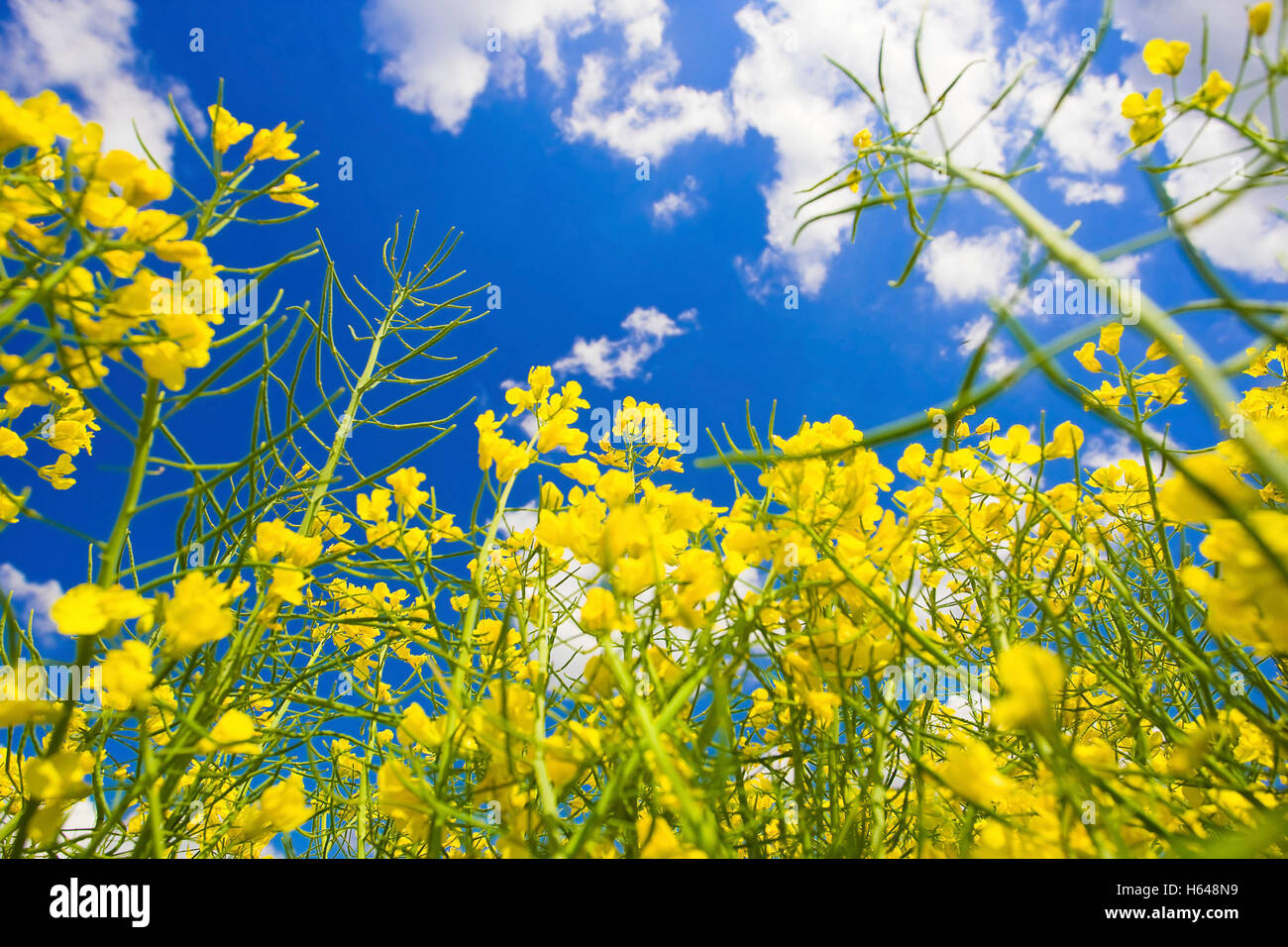 Blooming canola field, close-up, Burgenland, Austria, Europe Stock Photo