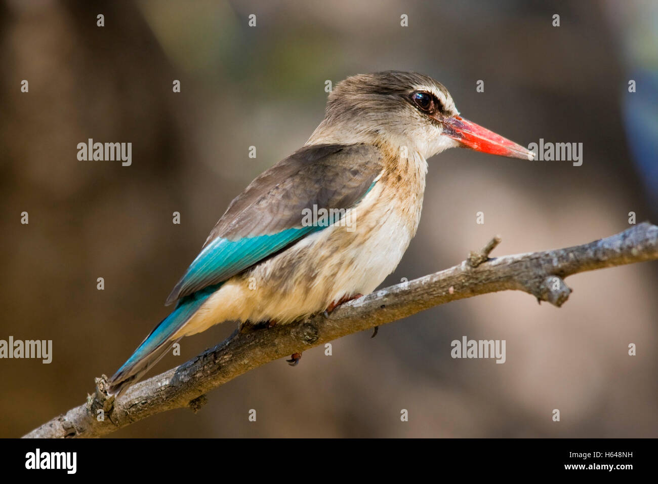 Brown-hooded Kingfisher (Halcyon albiventris), Mkuze National Park, South Africa, Africa Stock Photo