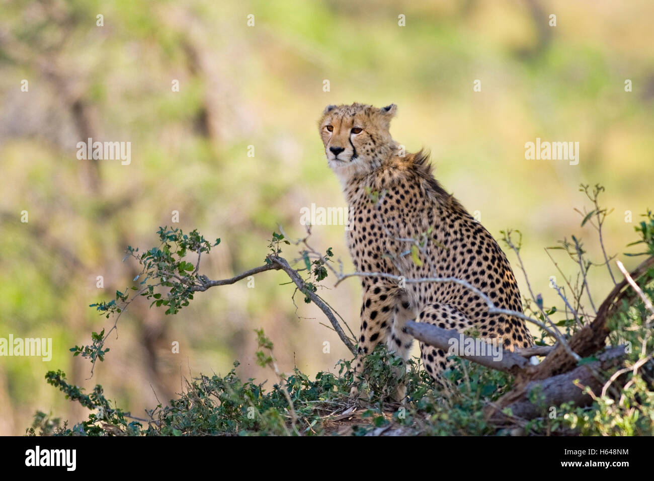 Cheetah (Acinonyx jubatus), Hluhluwe-Imfolozi National Park, South Africa, Africa Stock Photo