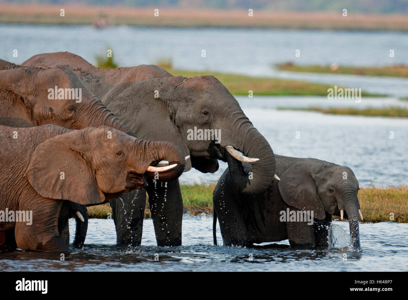 Bathing Elephants (Loxodonta africana), Chobe National Park, Botswana, Africa Stock Photo
