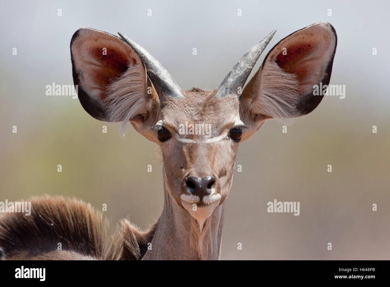 Greater Kudu (Tragelaphus strepsiceros), Chobe National Park, Botswana, Africa Stock Photo