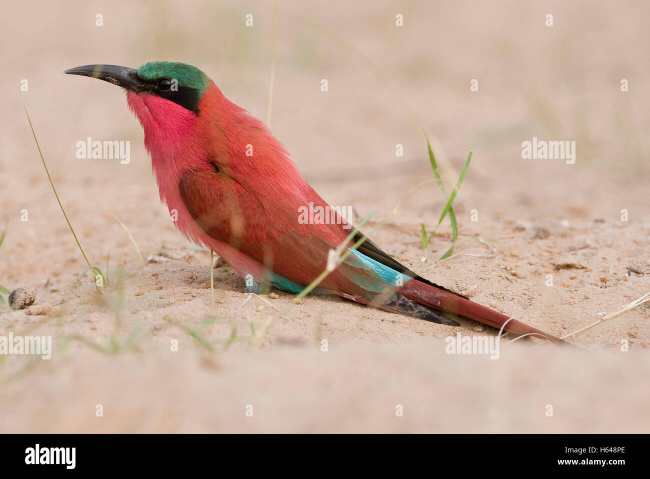 Southern Carmine Bee-eater (Merops nubicoides), Mudumu National Park, Namibia, Africa Stock Photo
