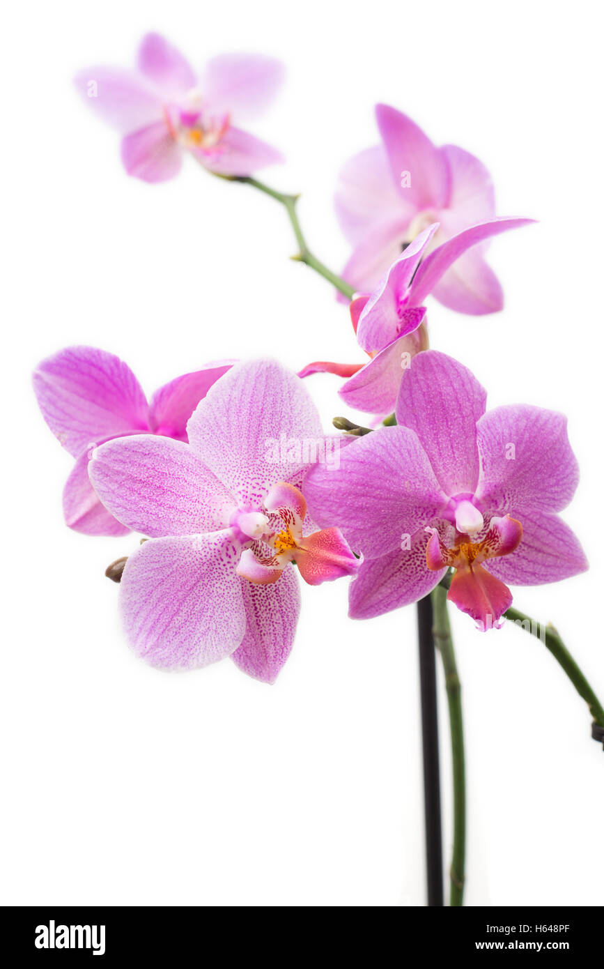 Close up of an orchid isolated on white background Stock Photo