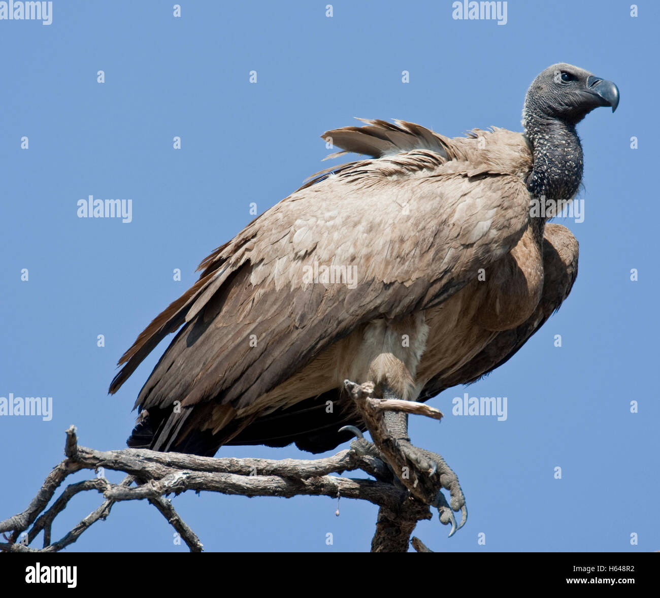 Cape Vultures (Gyps coprotheres), Chobe National Park, Botswana, Africa Stock Photo