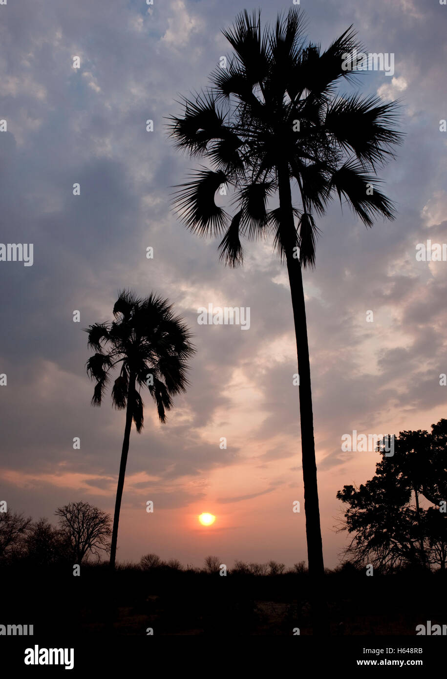 Palm trees, sunset, Victoria Falls National Park, Zimbabwe, Africa