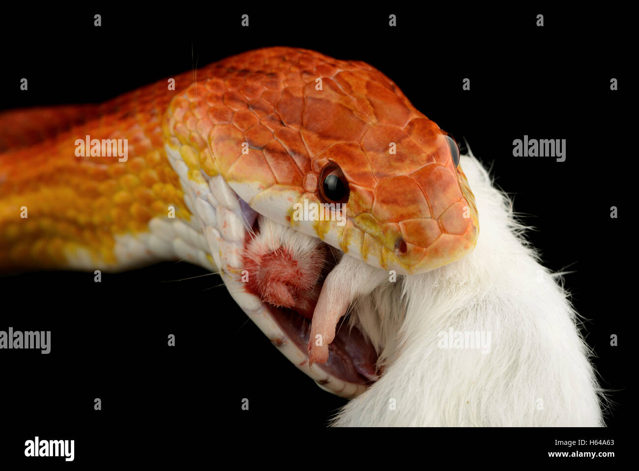 Corn snake, Pantherophis guttatus, eating mouse Stock Photo