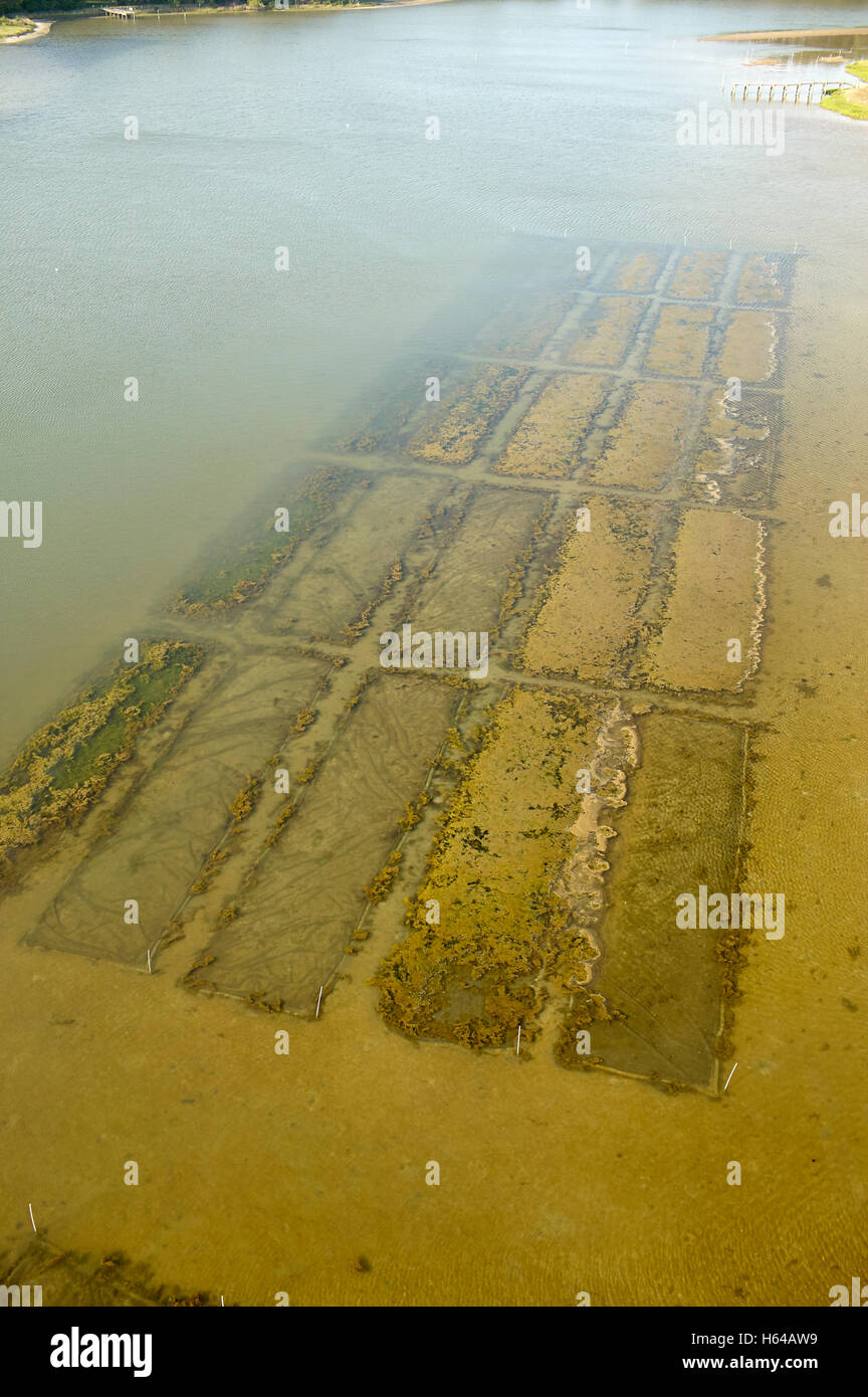 USA, Aerial photograph of clam bed aquaculture on the Eastern Shore of