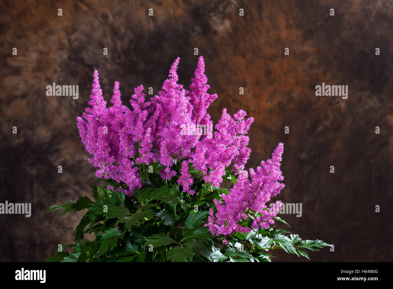 Astilbe japonica, close up Stock Photo