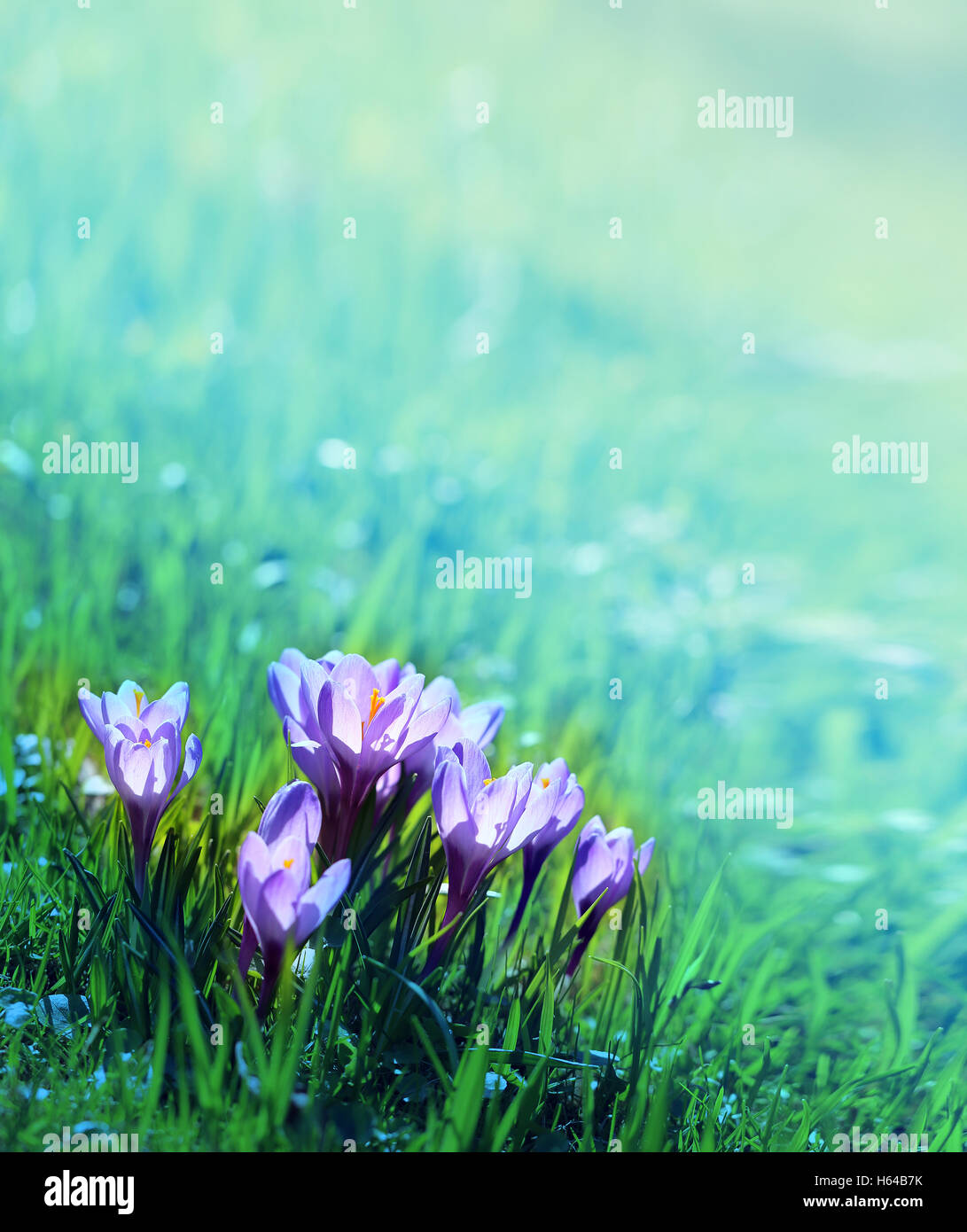 Beautiful flowers crocuses on green grass photographed in close-up Stock Photo