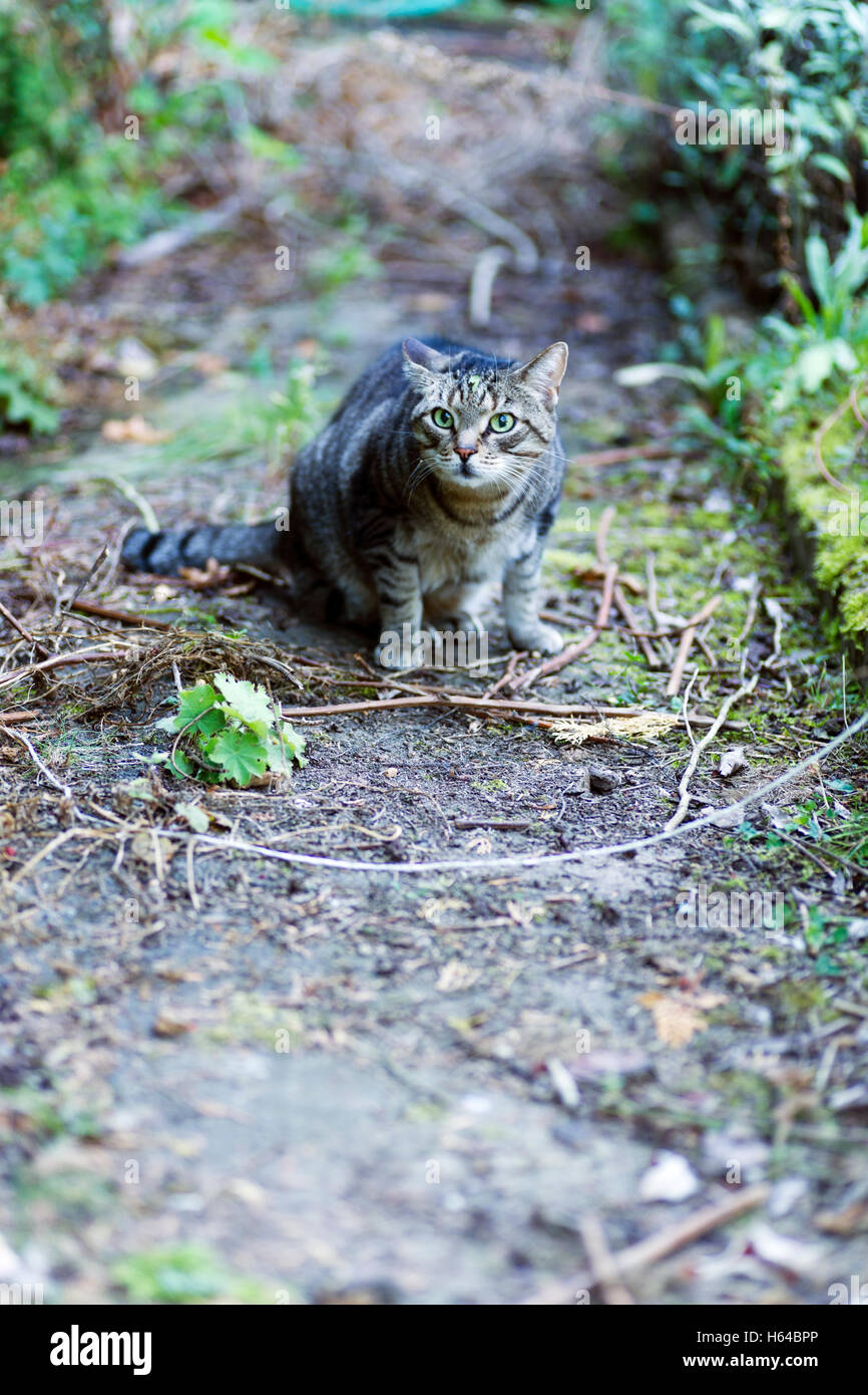 Cautious male cat outdoors Stock Photo