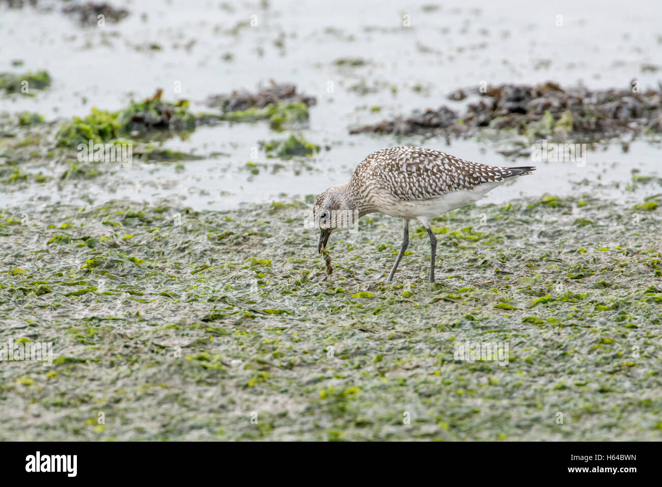 Grey plover (Pluvialis squatarola), in winter plumage, foraging on mudflats. The bird is eating a marine worm. Stock Photo