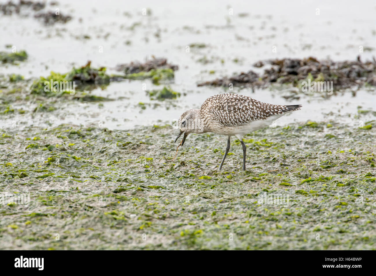 Grey plover (Pluvialis squatarola), in winter plumage, foraging on mudflats. The bird is eating a marine worm Stock Photo