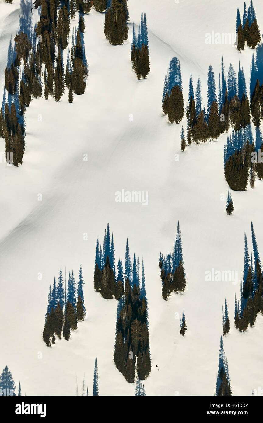 USA, Idaho, Aerial photograph of trees and shadows atop a field in the Grand Teton mountains Stock Photo