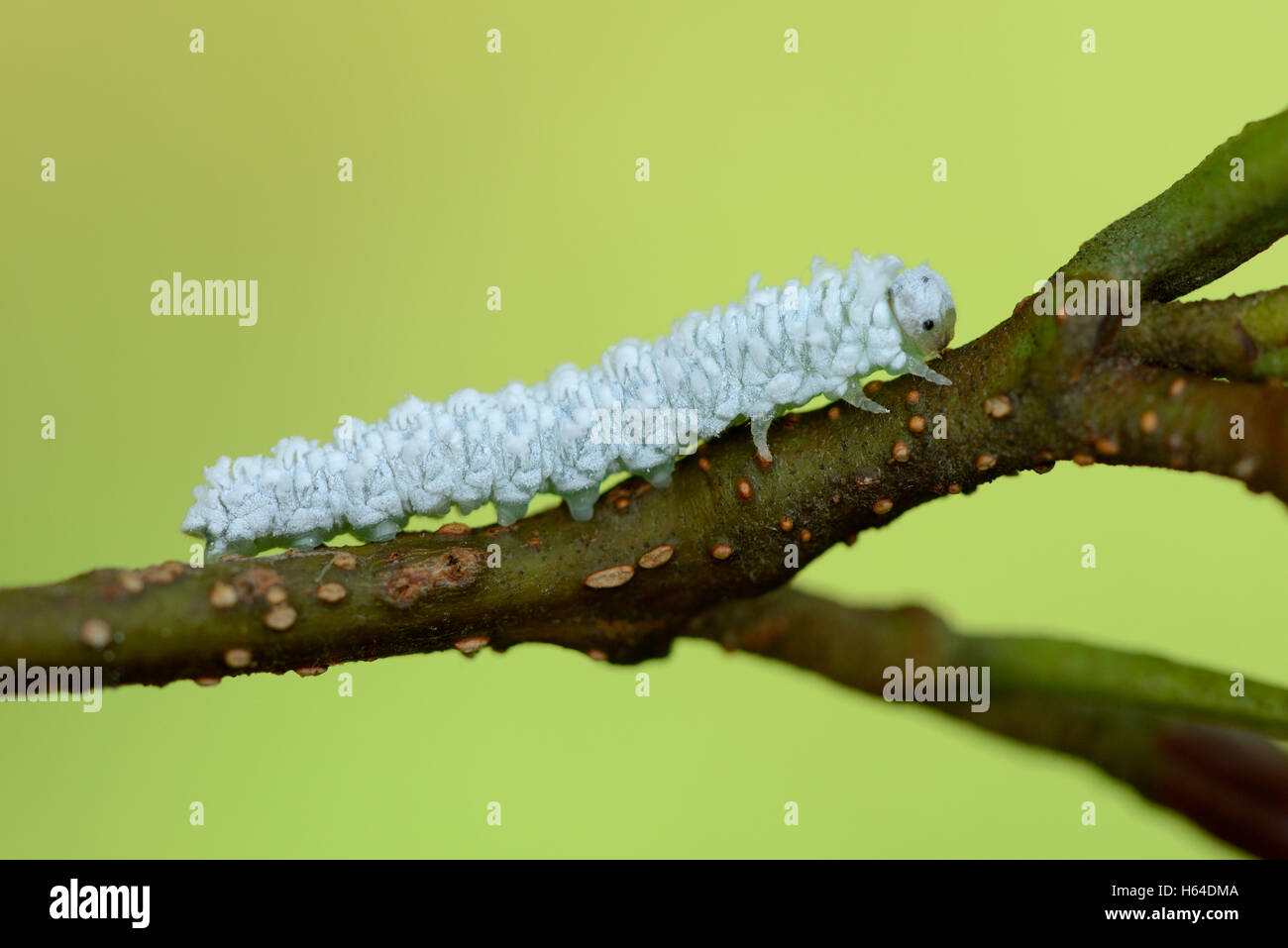 Grub of woolly alder sawfly on twig Stock Photo