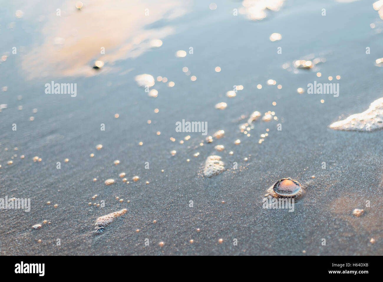 Cockles on the beach Stock Photo