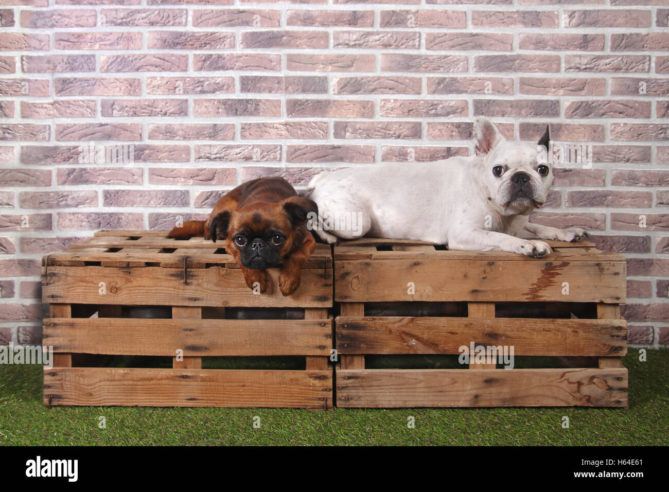Petit Brabancon and French bulldog lying on wooden boxes in front of  brick wall Stock Photo