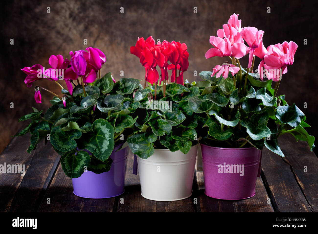 Red, purple and pink cyclamen in flower pots Stock Photo