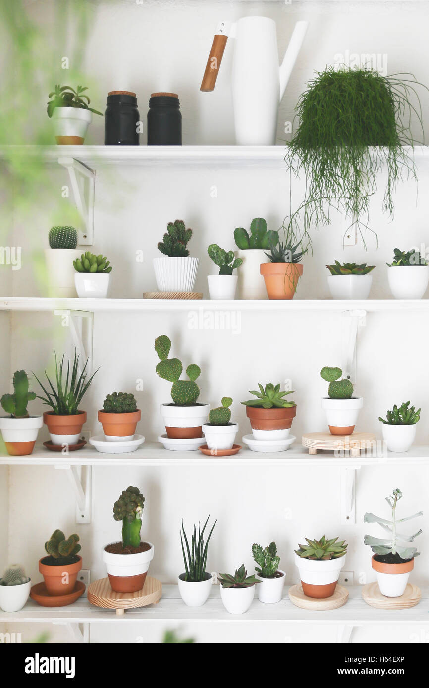 Succulents collection hi-res stock photography and images - Alamy
