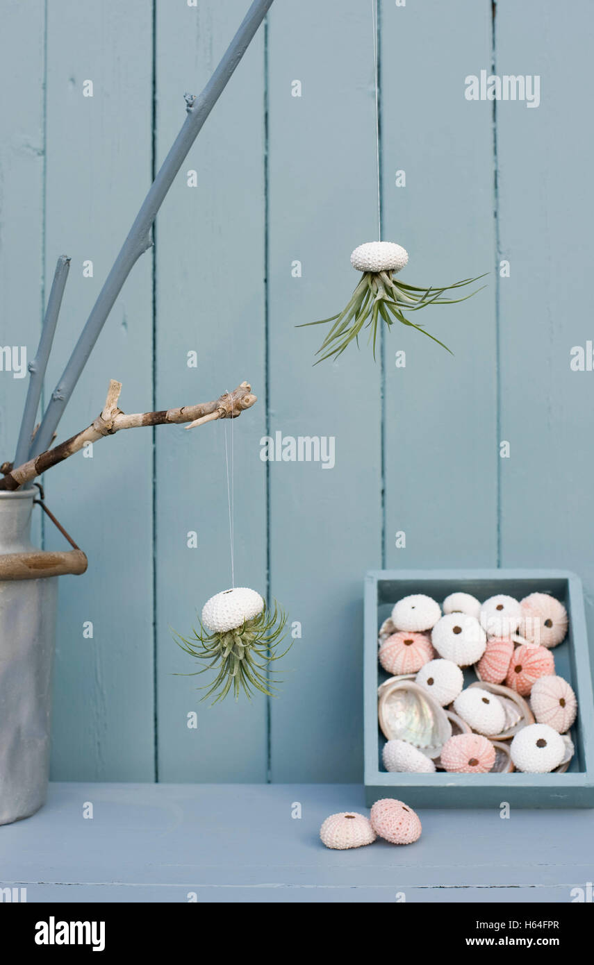 Tillandsias High Resolution Stock Photography and Images - Alamy