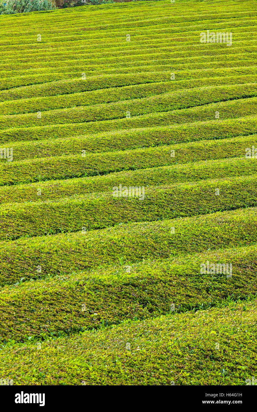 Pattern of tea plantation of Porto Formoso on Sao Miguel island, Azores, Portugal Stock Photo