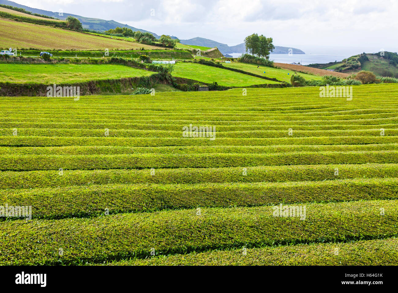 Tea plantation of Porto Formoso on Sao Miguel island, Azores, Portugal. Azores is home to the only such plantation in Europe Stock Photo