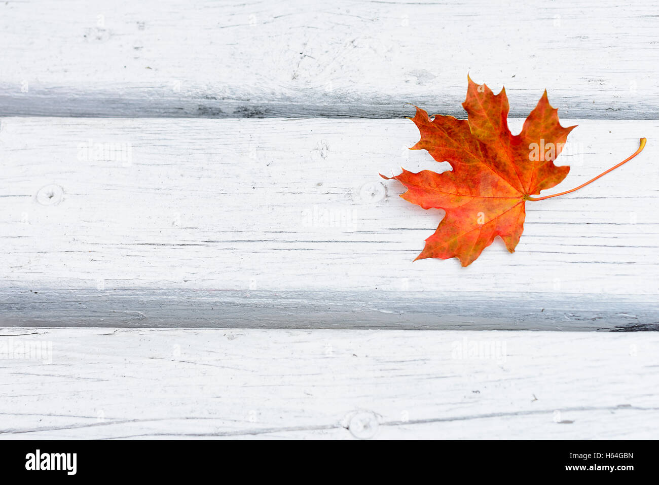 Fall maple red leaf on white wooden background.  Autumn fall leaves background Stock Photo