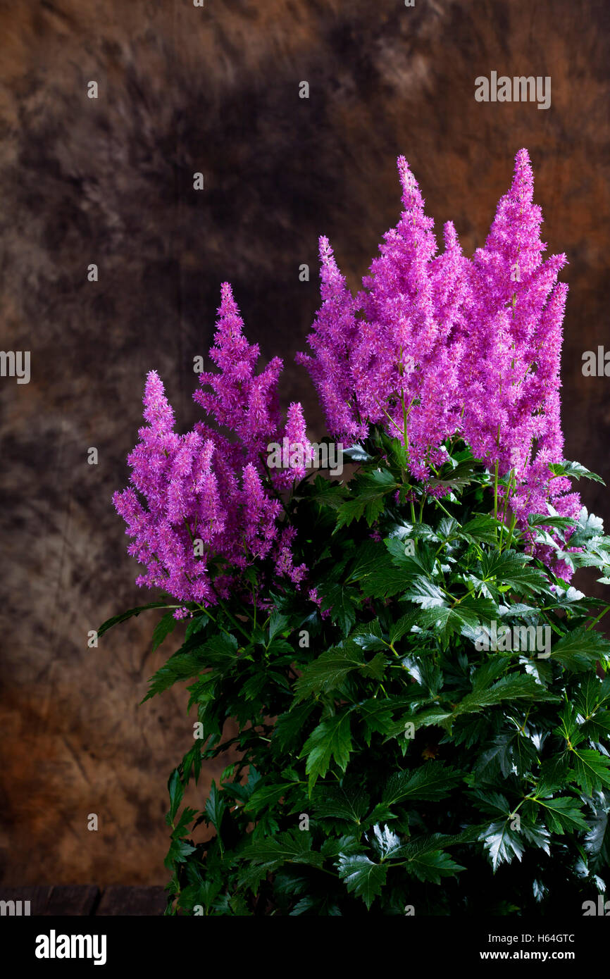 Astilbe japonica, close up Stock Photo