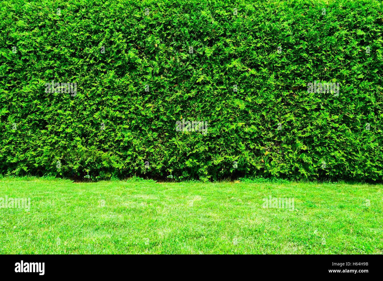 Green Hedge of Thuja Trees Stock Photo