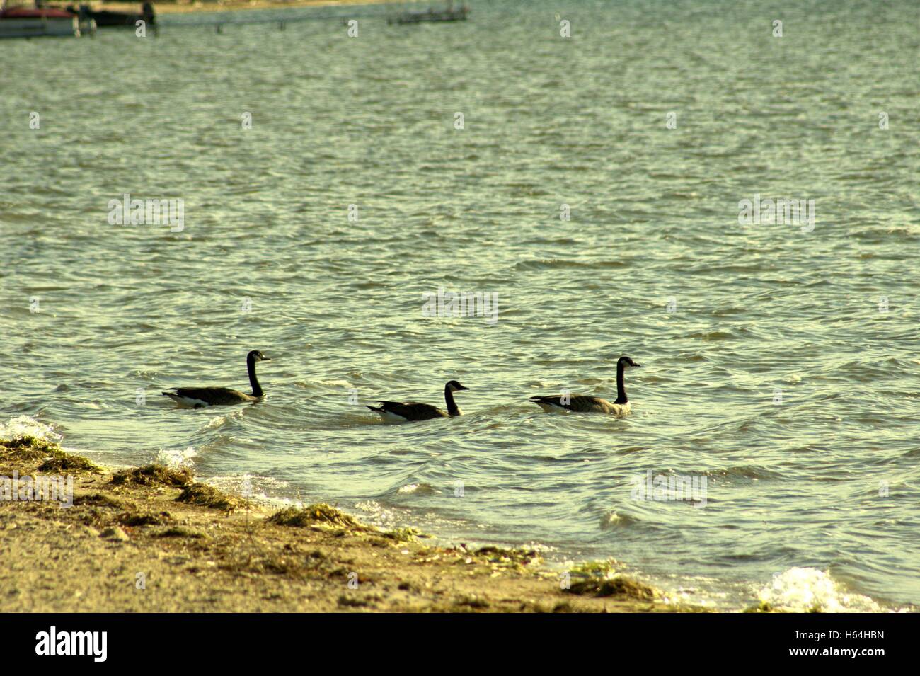 Three Geese Floating on Lake Missaukee, Lake City, Michigan Stock Photo