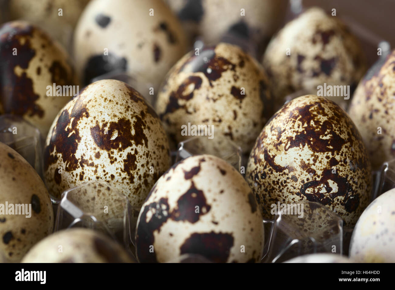 Fresh raw quail eggs in egg box, photographed with natural light (Selective Focus Stock Photo