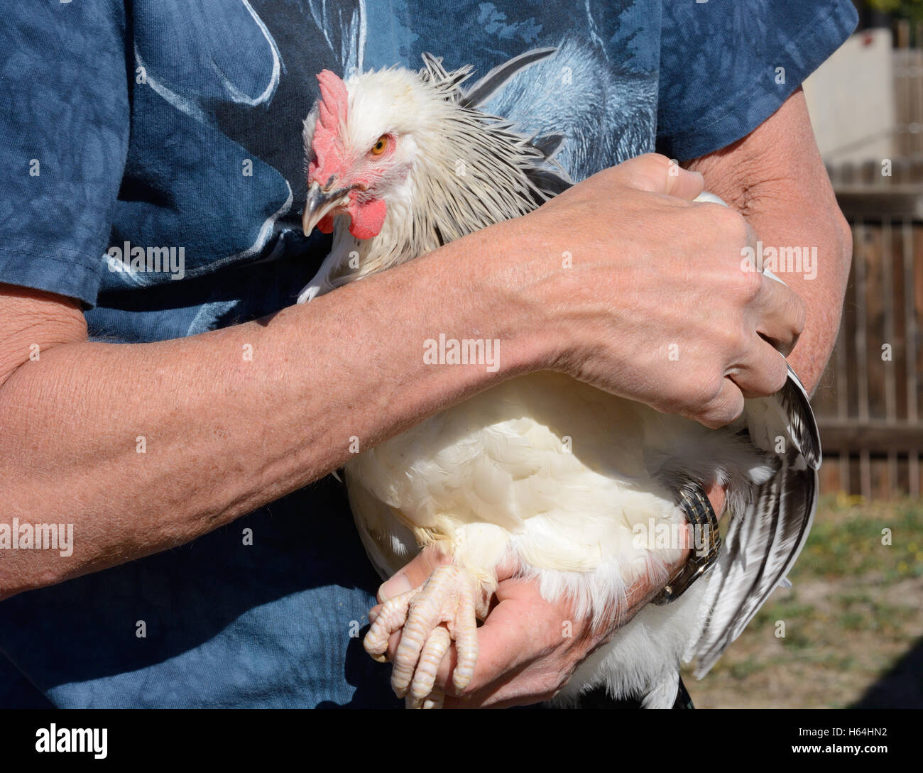 Hands ad arms holding light Sussex rooster Stock Photo