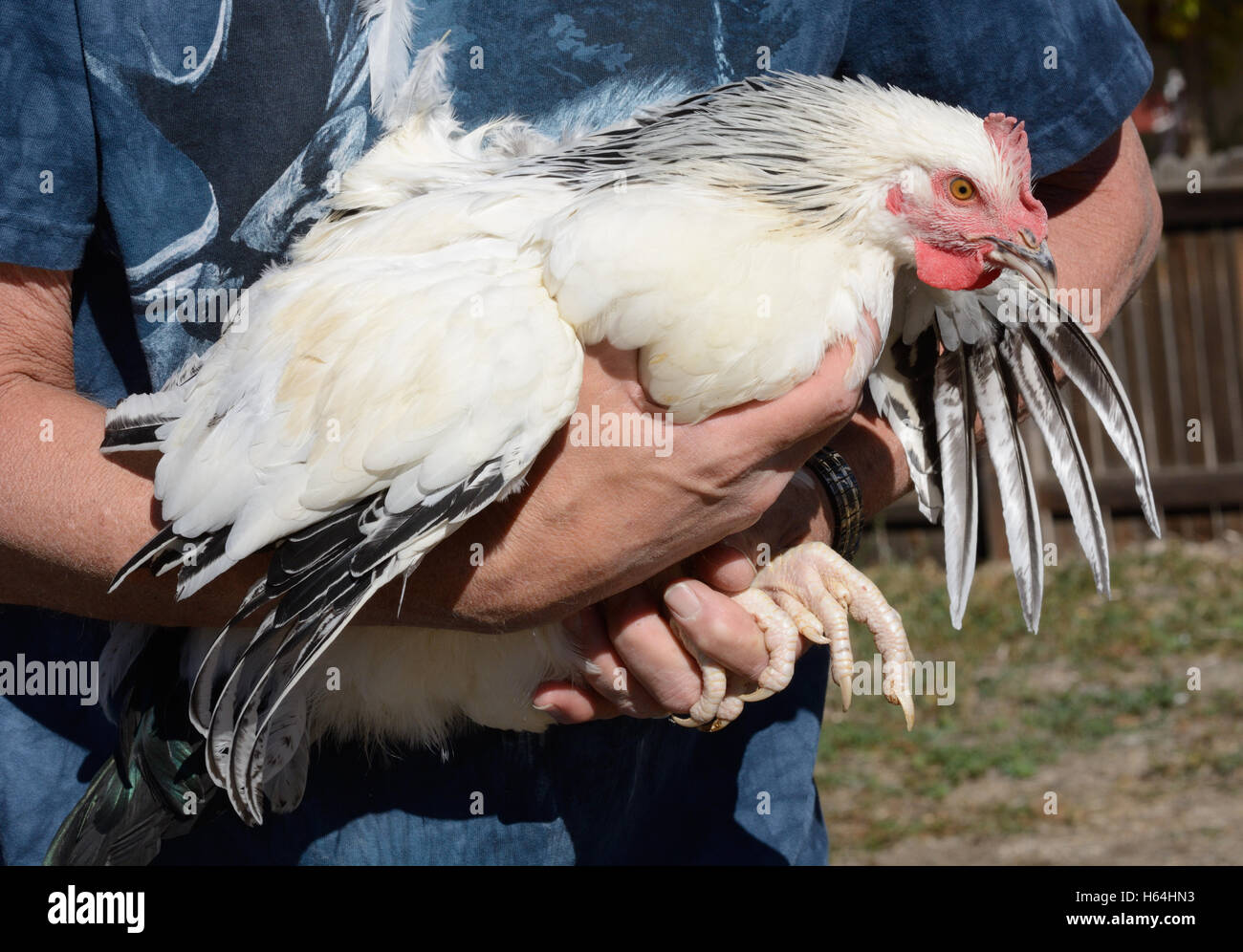 Hands holding Light Sussex rooster Stock Photo