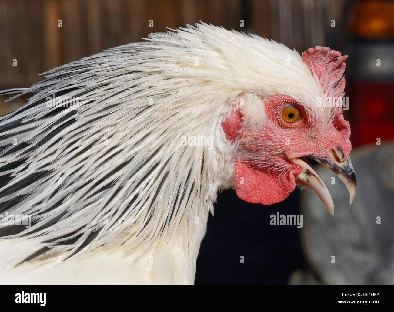 Portrait of Light Sussex rooster Stock Photo