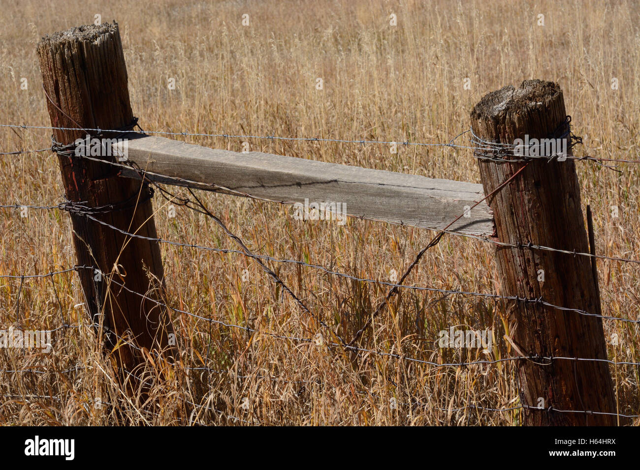 Weathered old wooden fence post with barbed wire hires stock