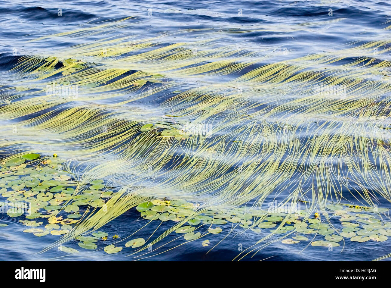 Sparganium gramineum, floating reed leaves, Finland Stock Photo - Alamy